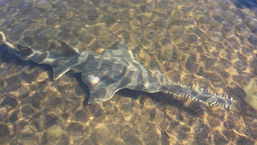 sawfish in murky water