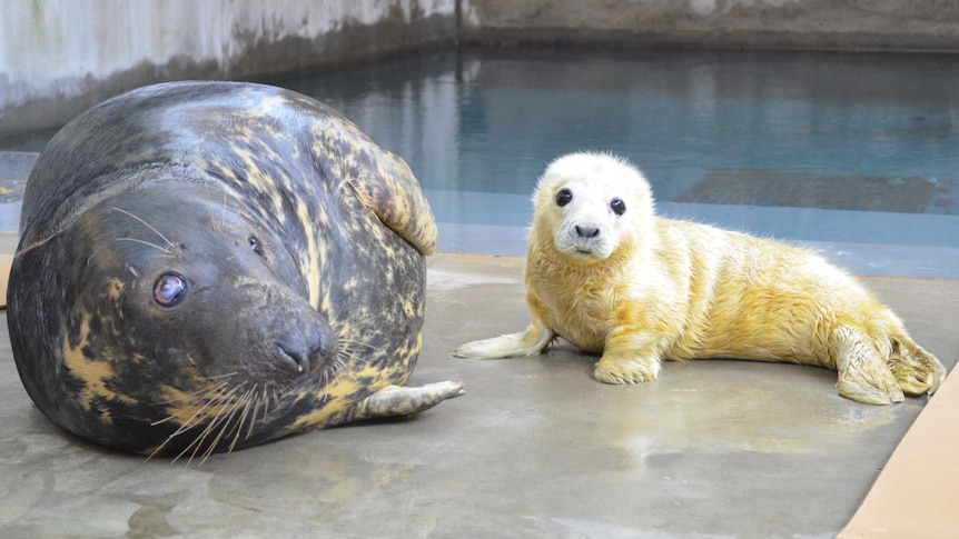 Grey seal pup from National Zoo