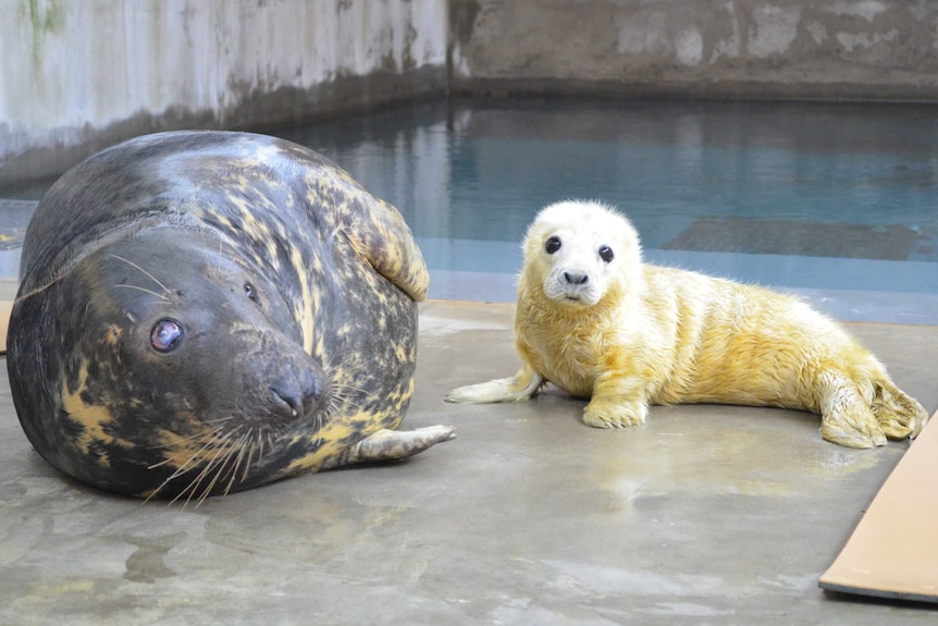 Grey seal pup from National Zoo