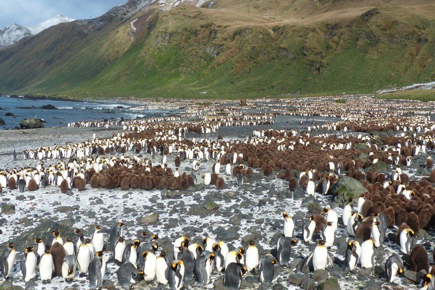 King penguins on Macquarie Island during spring 2018