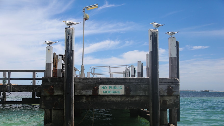 Four fairy terns stand on jetty pillars.