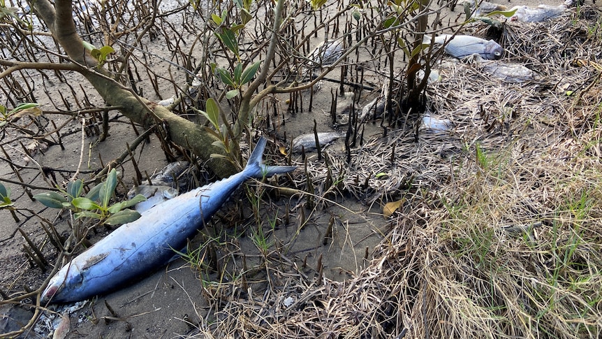 dead fish on a swampy bank