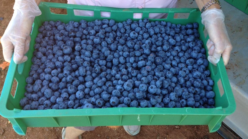 tray of blueberries