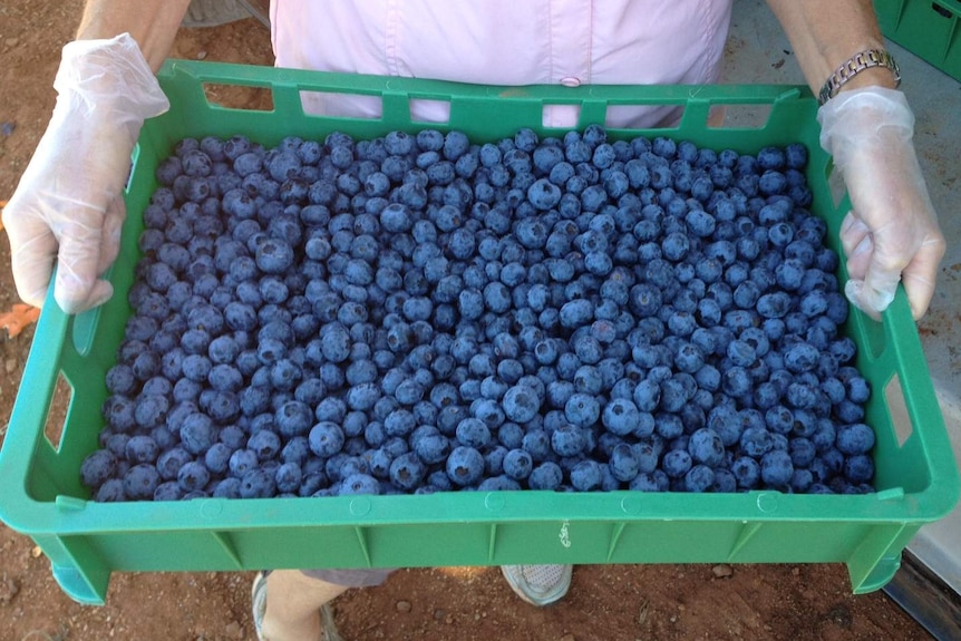 A tray of blueberries held by a person wearing gloves