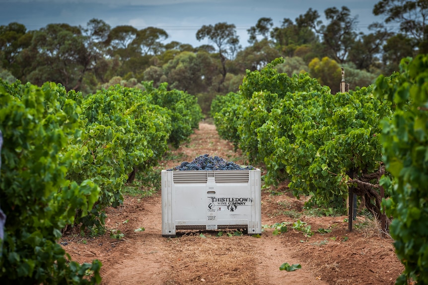A grey crate full of red wine grapes in a vineyard.