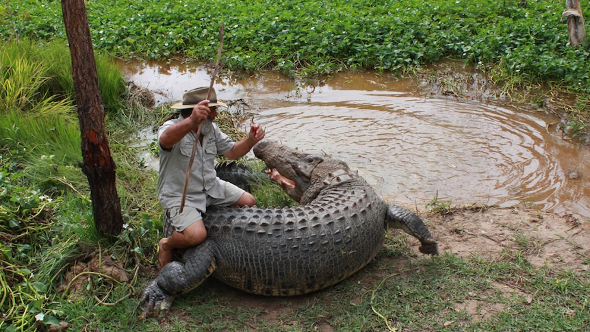 small man on a huge crocodile's back