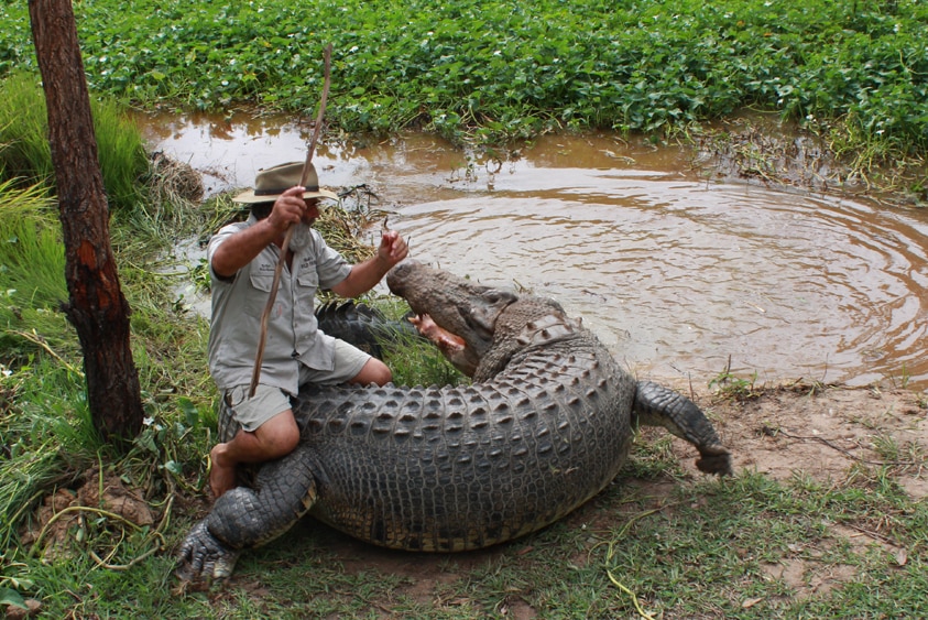 small man on a huge crocodile's back