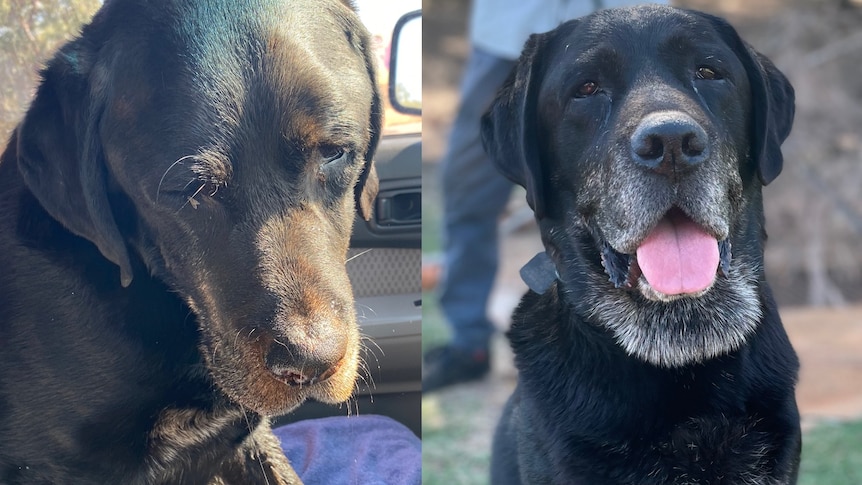 sad, dusty dog on the left, same dog happy, healthy and home on the right  