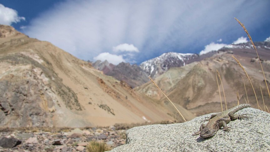 Grainy brown and grey lizard sits on a rock in the foreground with the Andes mountains in Chile in the background.