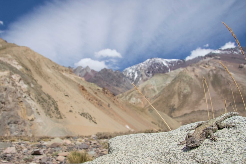Grainy brown and grey lizard sits on a rock in the foreground with the Andes mountains in Chile in the background.