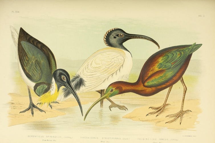 The three Australian species of ibis.
