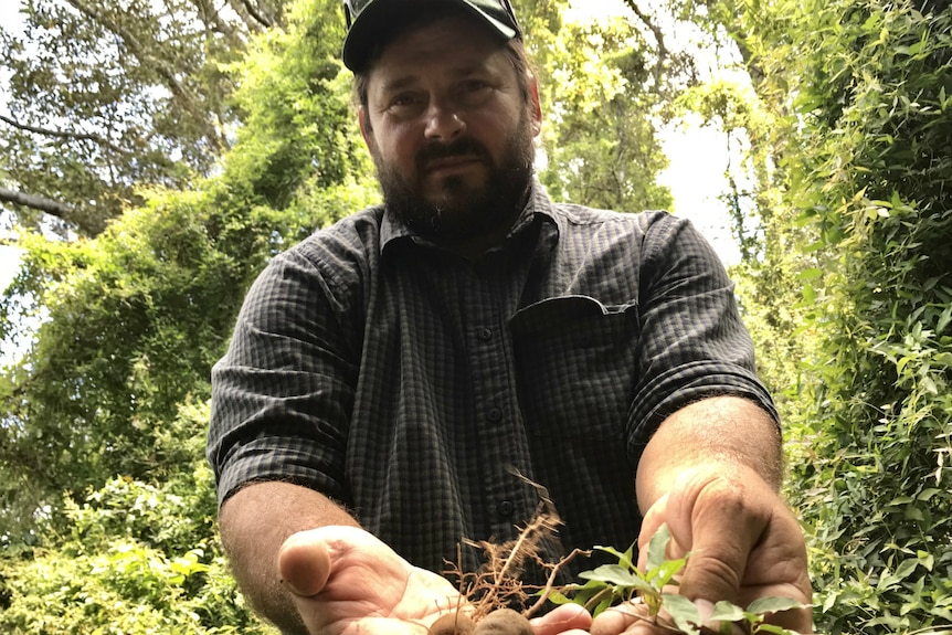 Troy Brown holding tubers from the cats claw creeper.