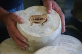 Hands holds one of four cheese wheels with a sheep picture on top.