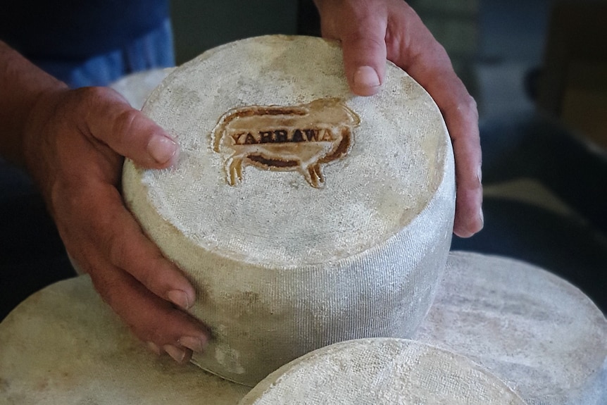 Hands holds one of four cheese wheels with a sheep picture on top.