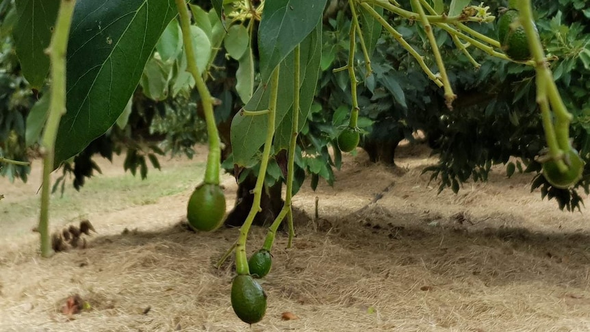 Grape-sized green avocado fruit hanging off branches, with hay covering the ground below