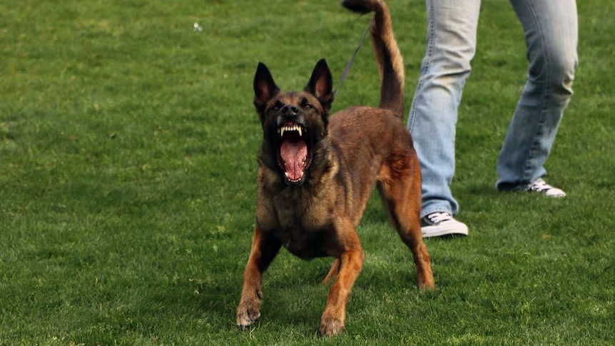 An aggressive-looking dog in a field or park barks at the camera. A person stands behind the dog.