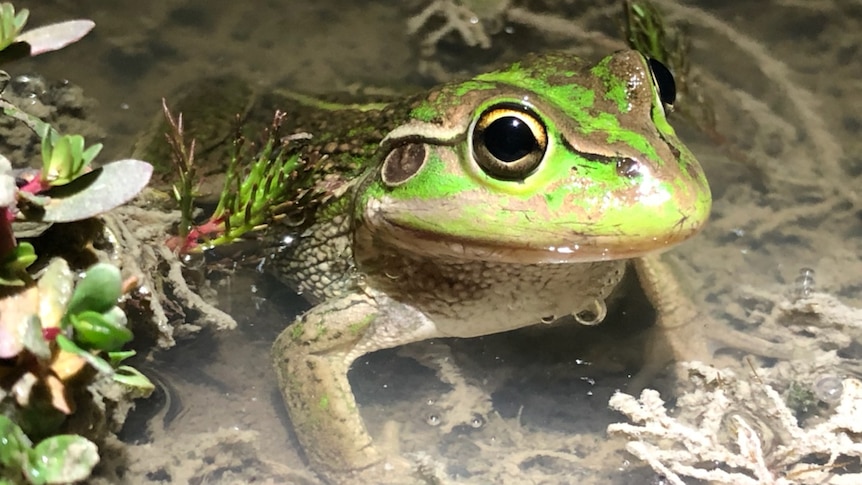 A Southern Bell Frog in water.