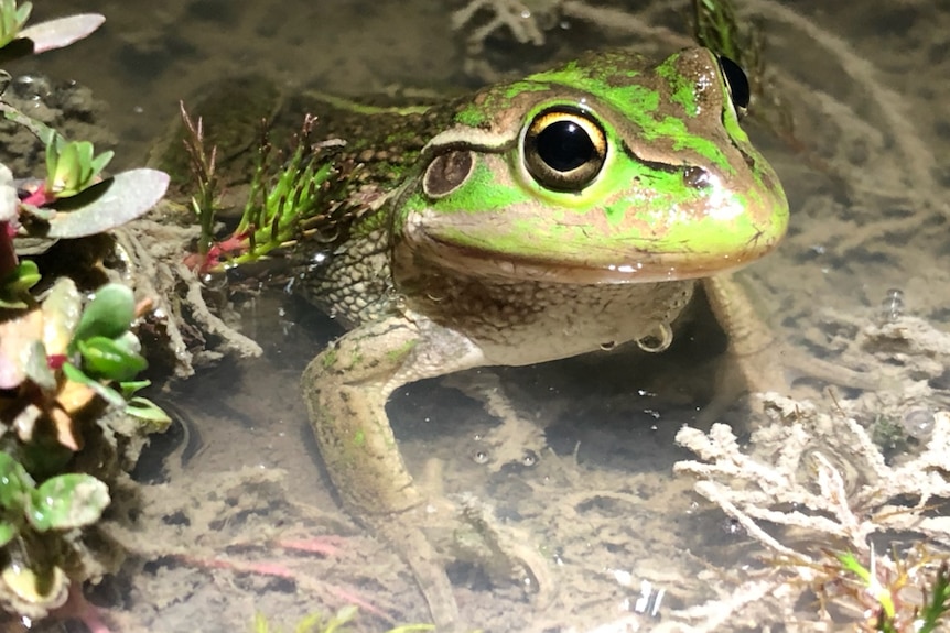 A Southern Bell Frog in water.