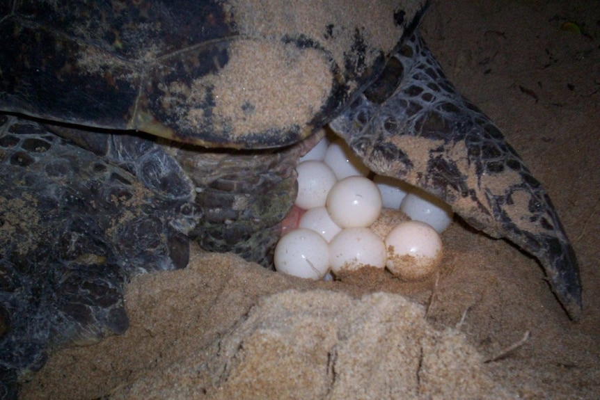 Turtles hatch at Wreck Rock, on the Queensland coast.