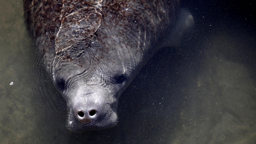 the head of a manatee can be seen from above as it rests in water