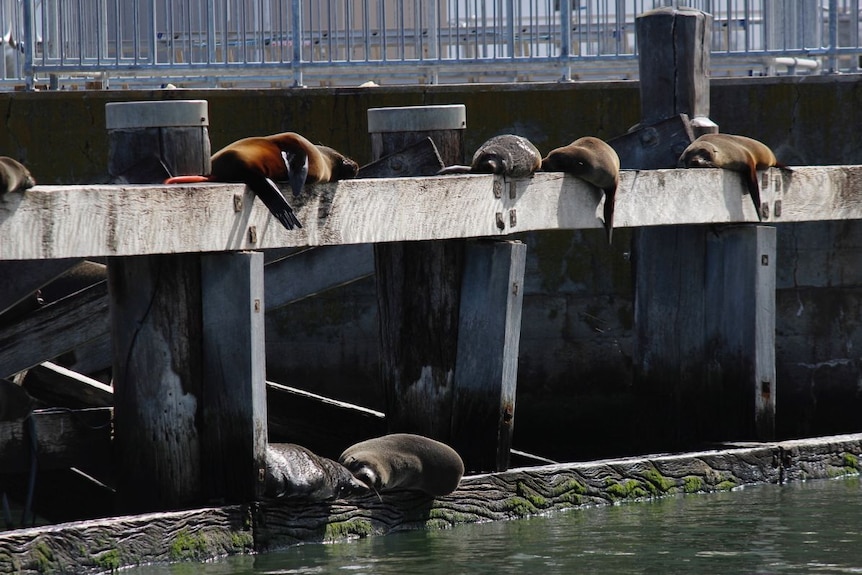 Seals basking on wooden planks.