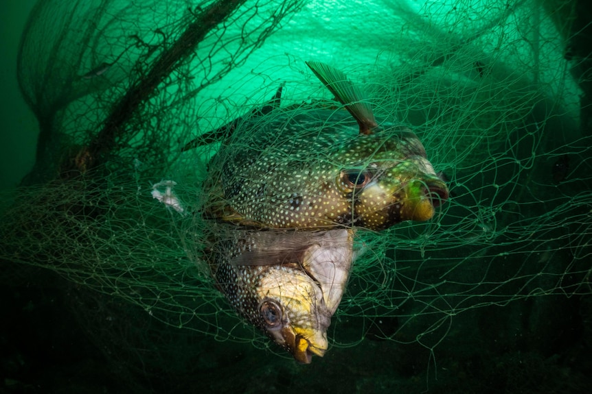 A living streaked spinefoot is entangled alongside a dead one in a large ghost net that covers an underwater pinnacle.