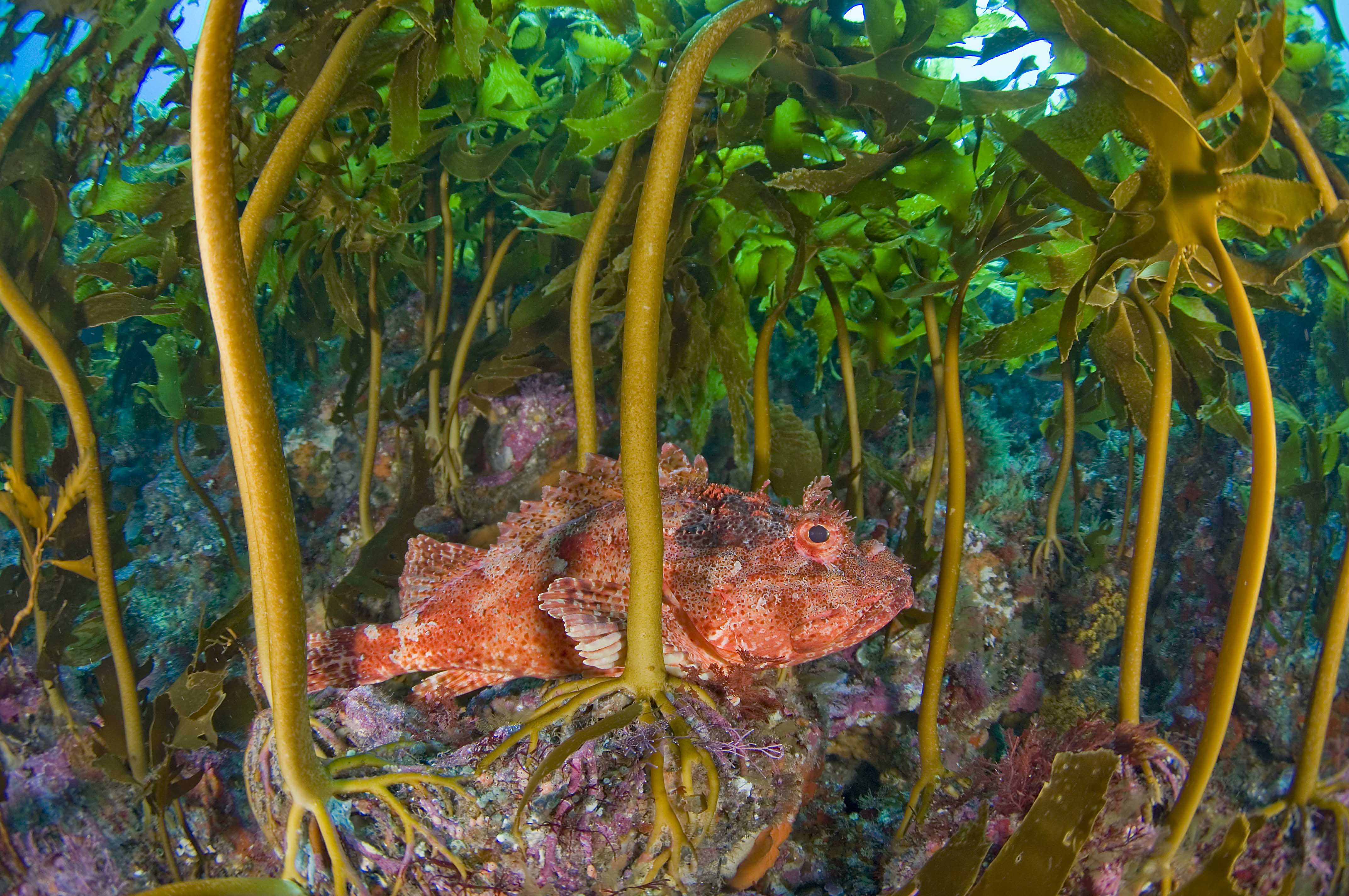 Microalgae genes could be key to reversing kelp's decline
