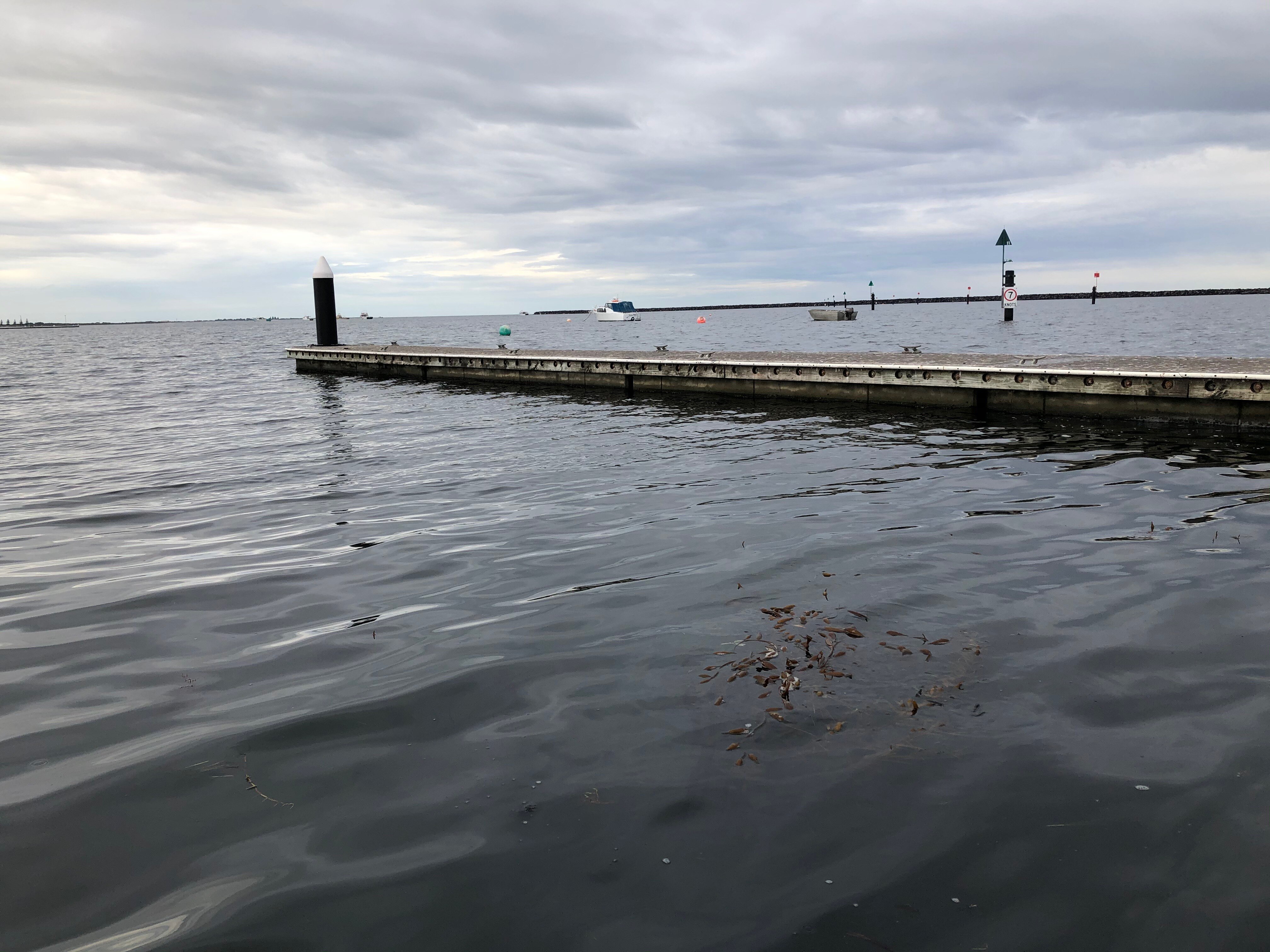 Water and a jetty, a bunch of seaweed floating in the water 