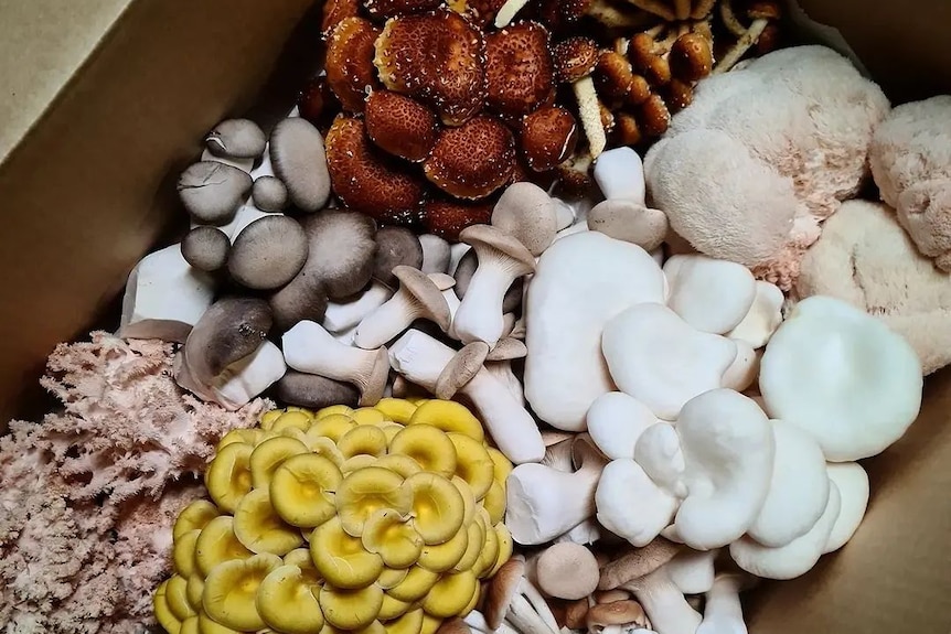 A colourful range of mushrooms in a cardboard punnet.
