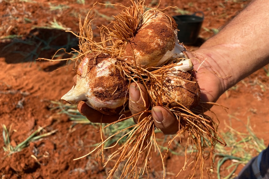 A hand holds three plump garlic bulbs, covered in dirt over red soil.