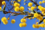 A close up of bright yellow wattles
