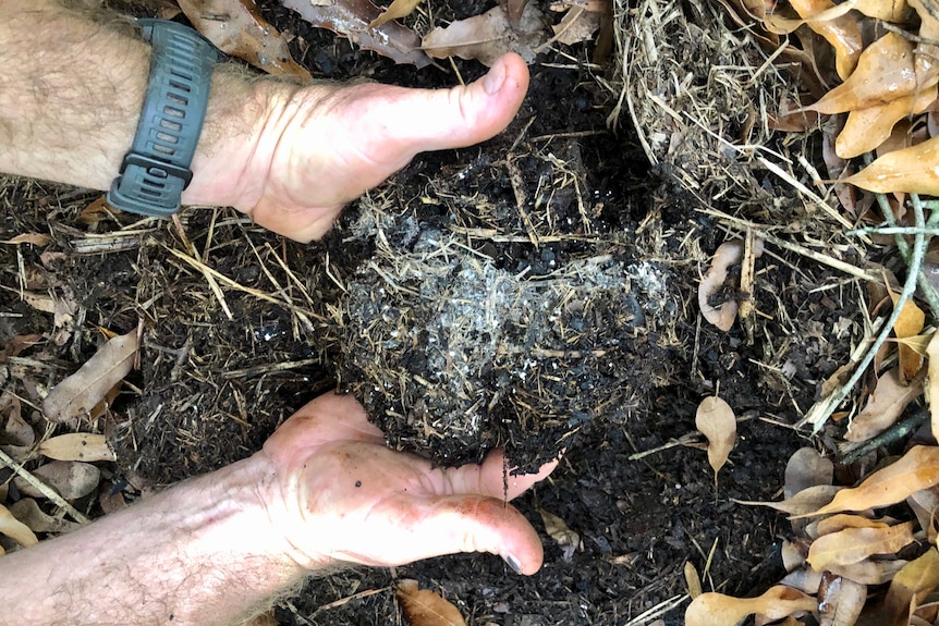 Soil and mulch cupped in a mans hands.