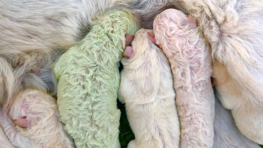 Several white furred puppies and a puppy with green fur suckle from their mother.