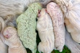 Several white furred puppies and a puppy with green fur suckle from their mother.