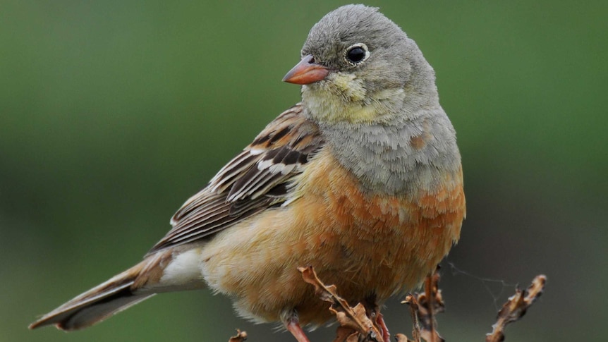 The ortolan has been banned from restaurant menus in much of Europe since 1999.