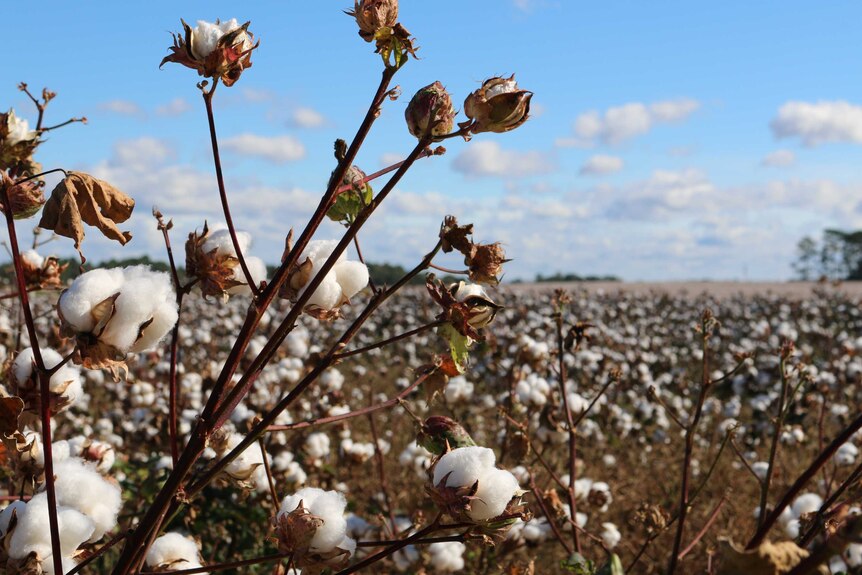 A cotton plant in a field with a blue sky behind.