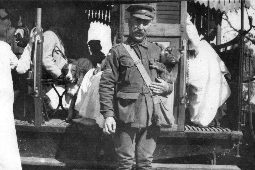 Koala in Cairo 1915