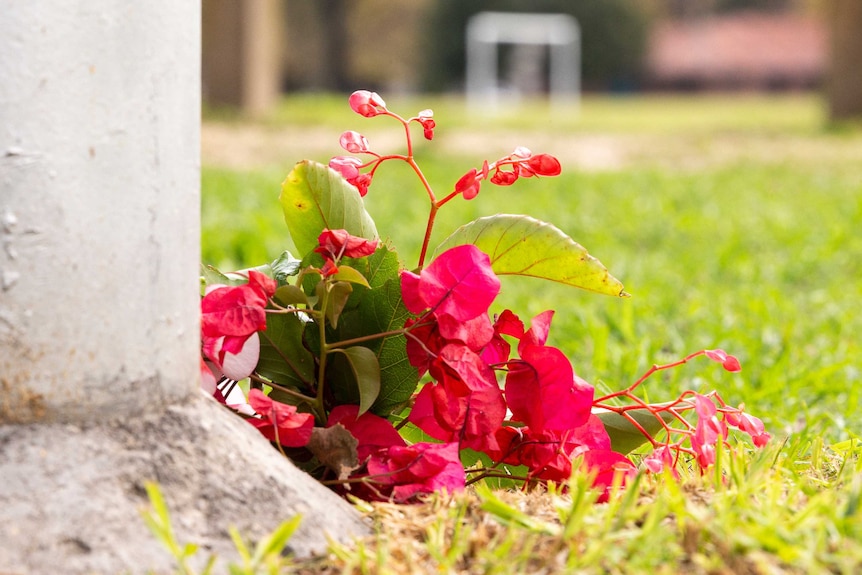 Flowers are seen where Eurydice Dixon's body was found on a soccer pitch in Carlton North.