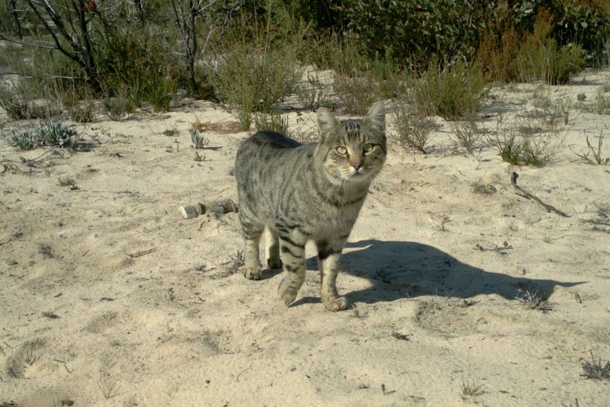 Snapped: Feral cat caught on camera