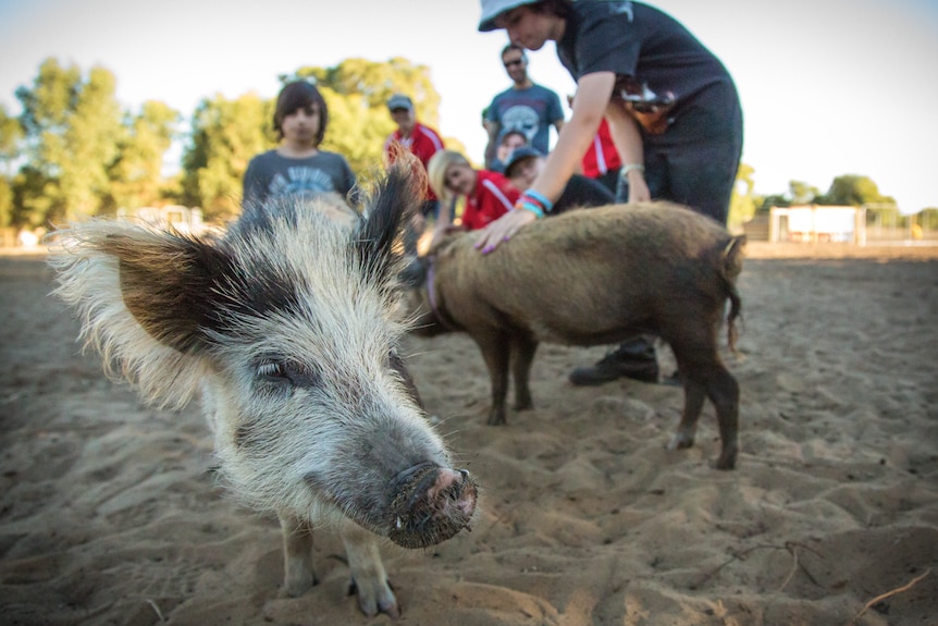 Two pigs are spending time with their owners at a farm in Lake Clifton.