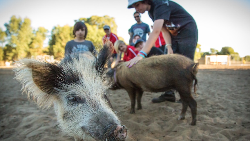 Two pigs are spending time with their owners at a farm in Lake Clifton.