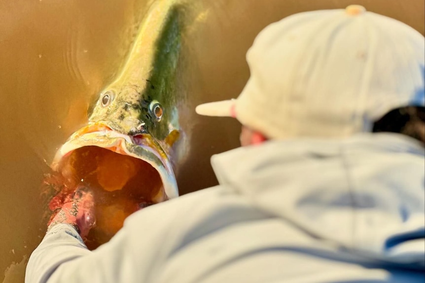 A fish with its mouth open being placed back into the water by a fisherman.