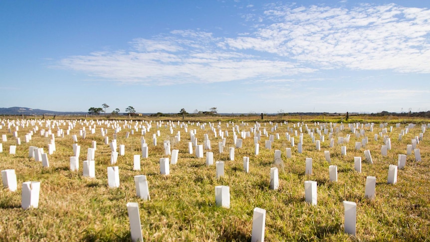 Rows of new saplings in a field.