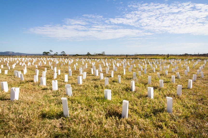 Small trees planted in rows and sheltered in planter bags.