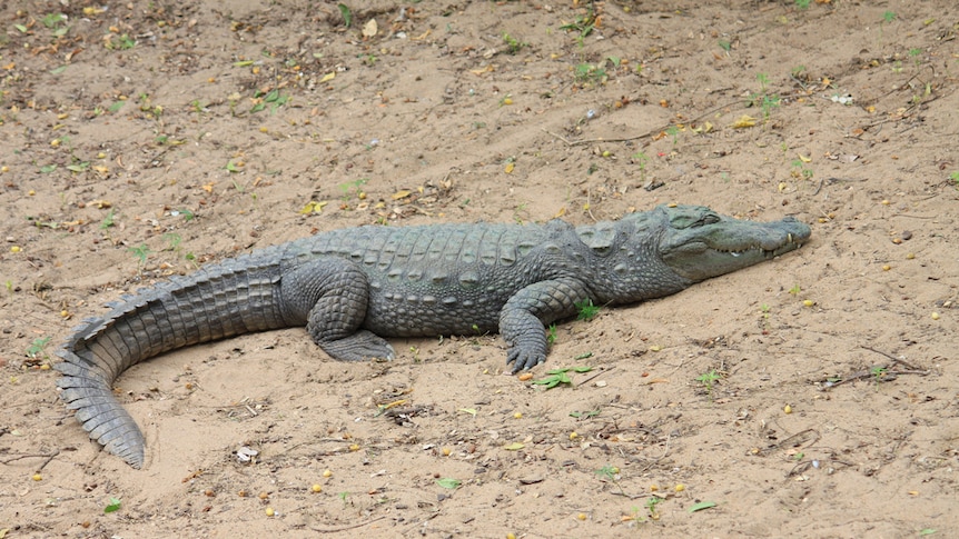 Crocodile Tourism