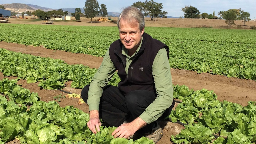 Lockyer valley farmer Geoffrey Story and his field of iceberg lettuce