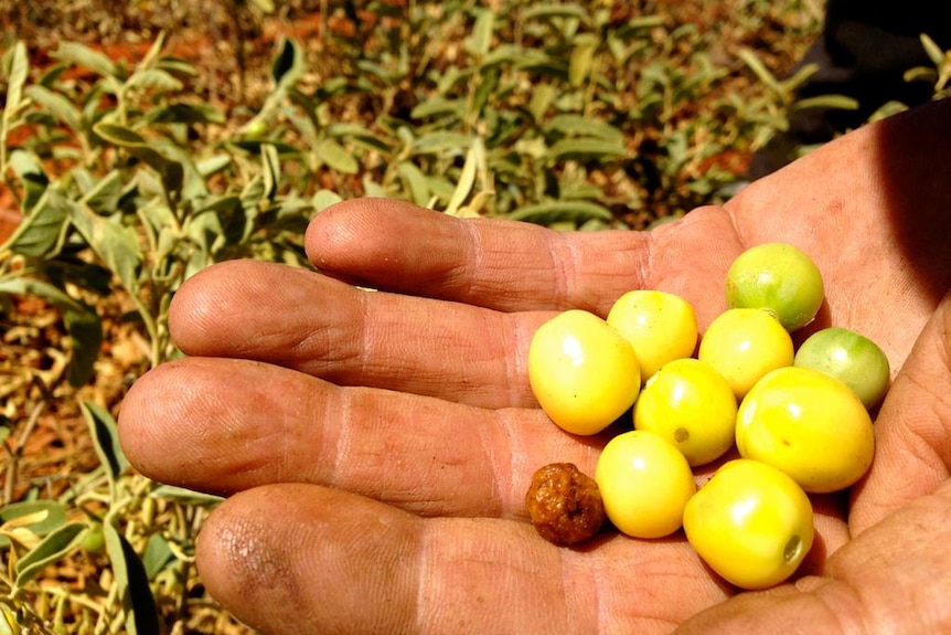 Freshly picked bush raisins in a hand.