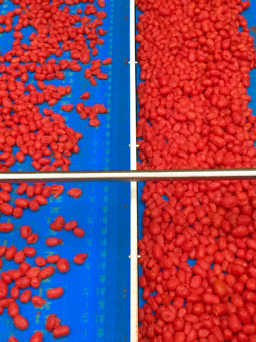 Tomatoes on a conveyor belt