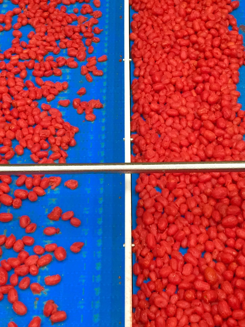 Tomatoes on a conveyor belt