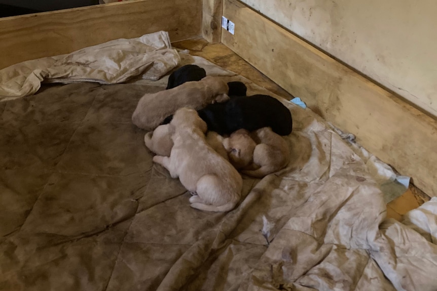 Black and gold Labrador puppies gathered together in a dirty box